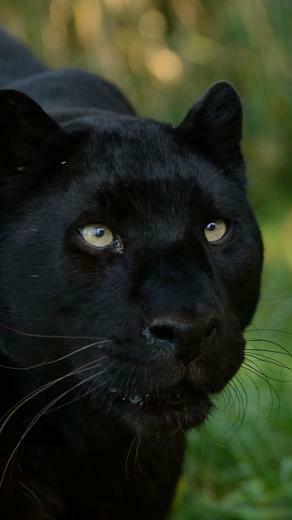 Selected Blackberry Wallpaper For Panther