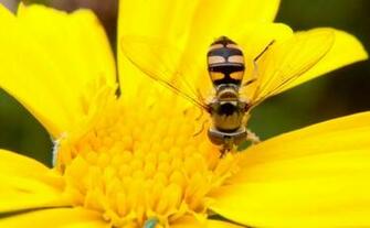 Honey Bee Wallpaper Best Desktop Image Cool