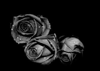 Black Rose Aesthetic Wallpaper On