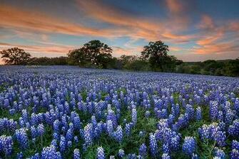 Bluebonnets Desktop Texas In The Hill