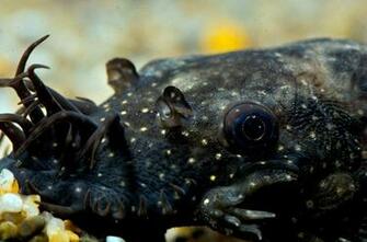 Catfish Wallpaper Jpg