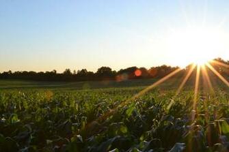 Crops Pictures Image Stock Photos