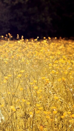 Yellow Flower iPhone 5s Wallpaper iPad