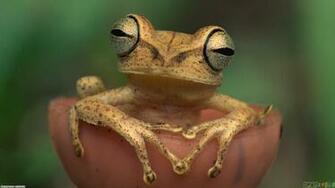 Cute Frogs