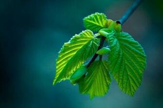 Wonderful Spring Wallpaper Creative Desktop Funny