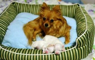 Pomeranian Is A Needle Nose Dogs Cultivars Ancestry Arctic Sled
