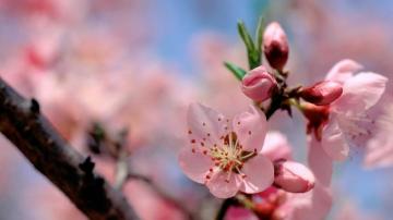 Desktop Wallpaper Early Spring Cute