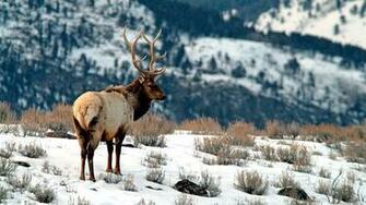 Elk Wallpaper HD