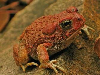 For Your Desktop Toad Wallpaper Top Quality