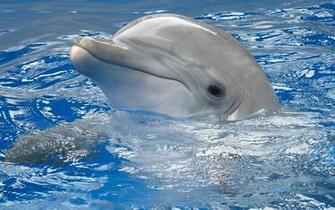 Baby Dolphin