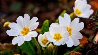 Few White Spring Flowers Wallpaper