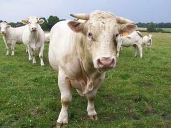 Cute Cow Wallpaper