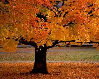 Bonita Life Autumn Is Here