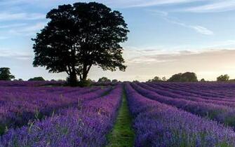 Flowers Landscape Others Lavender Purple Wallpaper