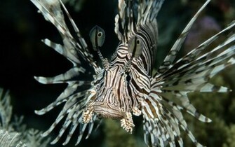 Lionfish Wallpaper