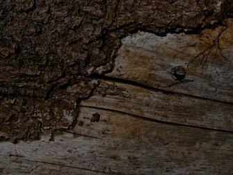 Mathews Bowhunter Wallpaper Tours Hunting Log