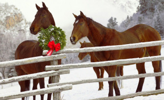 Christmas Horses Wallpaper For Computer