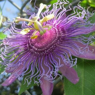 New Passion Flower 4k Wallpaper