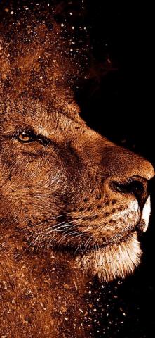 Lion Art Wallpaper On