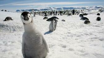 Smi Penguin Wallpaper Pictures In Best Resolutions HD