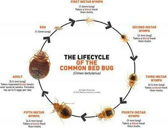 What You Should Know About Bed Bugs Positivemed