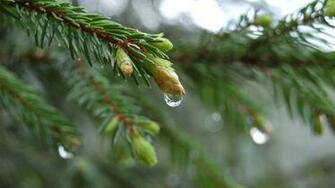 Close Up Nature Trees Simple Branches Pine Tree Wallpaper Elune