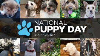 Puppy Cam Abc7 Holds Adoption Event For National Day