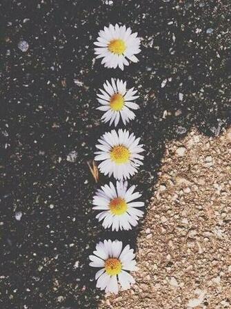 Daisy Flowers Wallpaper