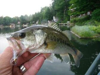 Largemouth Bass Perch