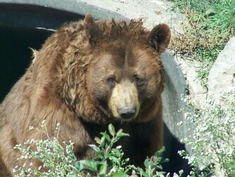 Grizzly Bear Wallpaper Me