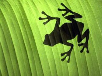 Frog Wallpaper Background