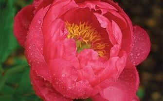 Fine Gardening Wallpaper Paeonia Cytherea