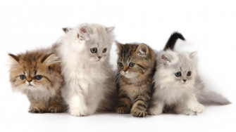 Cute Kitten Desktop Wallpaper