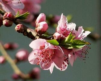 Pin Apple Blossom Wallpaper 3d For Desktop On