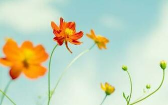 Flower Petals Wallpaper UHD 4k Wide Screen