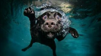 Funny Dog Background Desktop Background Wallpaper