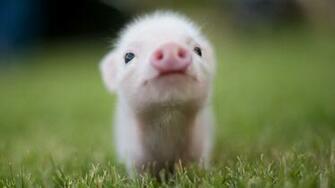 Teacup Pig Wallpaper