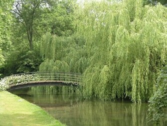 Weeping Willow Tree Wallpaper