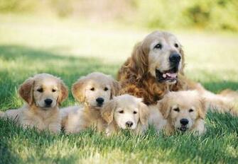 Wallpaper Background Golden Retriever Family Pictures
