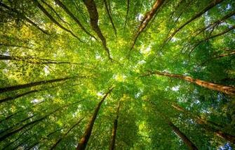 Wallpaper Forest Leaves Trees Branches Green