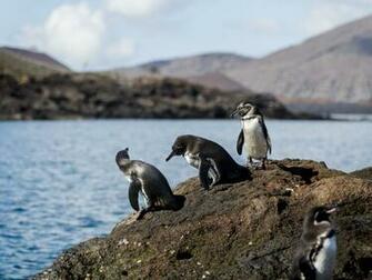 Million Species Face Extinction The United Nations Ipbes