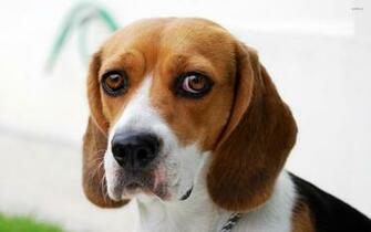 Beagle Wallpaper Animal