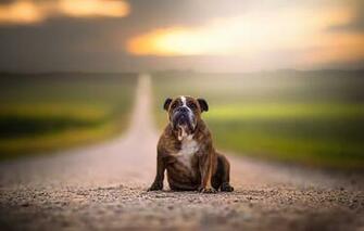 Wallpaper Road Open Space Dog