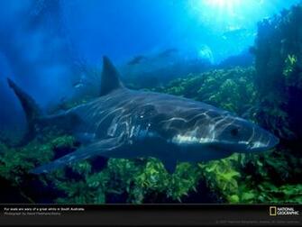 Wallpapernow Net Great White In New Zealand Shark Wallpaper