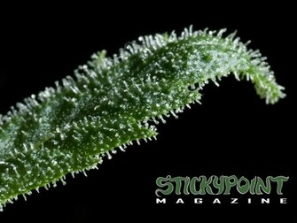 Cannabis Wallpaper