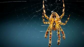 Spider Wallpaper Best