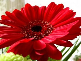 Gerber Daisy Wallpaper
