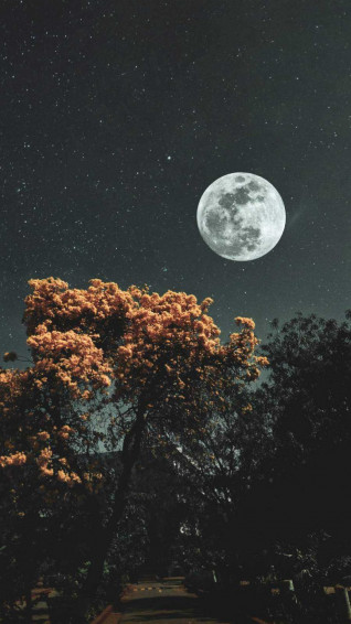 Aesthetic Wallpaper For Your iPhone Scenery