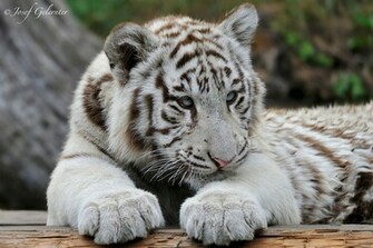 Wallpaper White Tiger Predator A Cub Cats