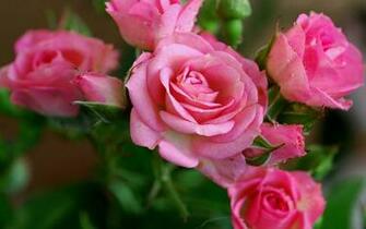 Pink Flowers Wallpaper Desktop